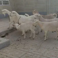 سه تاکولارکل سانن دوتابزسانن|حیوانات مزرعه|درمیان, |دیوار