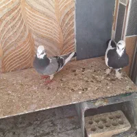 کبوتر شازده سیاه درجه یک
