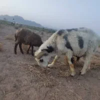 90 عدد گوسفند (میش،قوچ، بره)|حیوانات مزرعه|کرمان, |دیوار