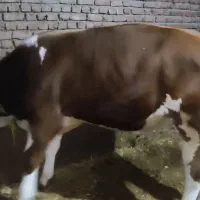 ۲‌عدد‌گوساله‌نرجنس‌عالی‌پایی‌پروار‌‌۱عدد‌تلیسه‌شر