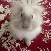 بچه خرگوش ناز ژن لوپ