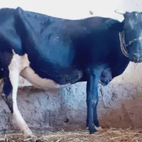 ۲گاو یا گوساله جرسی اصل ۸ماه ابستن بشرت معاینه|حیوانات مزرعه|اهواز, کیانشهر|دیوار