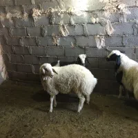 بره نر فروشی