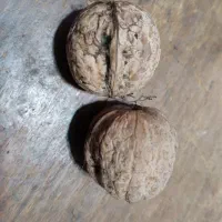 گردو پوست کاغذی850