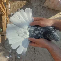 کفتر کبوتر سرور دم سفید زاغ دم سفید|پرنده|قم, در بهشت|دیوار