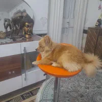 سگ پامر|سگ|بندر امام خمینی, |دیوار