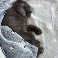 گربه اسکاتیش نر|گربه|گرگان, |دیوار
