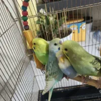 فروش مرغ عشق