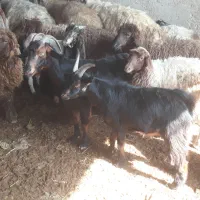 گله بز نجدی افغانی ومحلی ۴۰ راس نزدیکزا همه روهم|حیوانات مزرعه|بندر ماهشهر, |دیوار