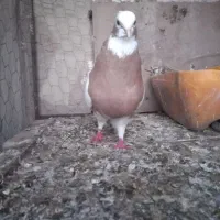 فروش