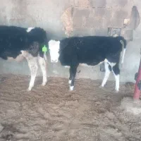 7 راس گوساله نر|حیوانات مزرعه|طسوج, |دیوار