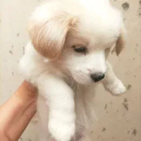 سگ نژاد ترکیب شیتزو و پکینیز