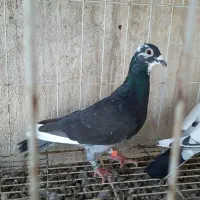 کبوتر پلاکی،مسافتی