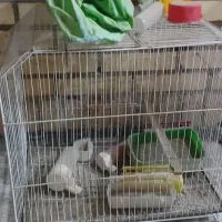 قفس پرنده بزرگ