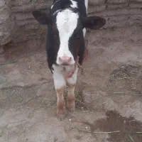 گاو و گوساله