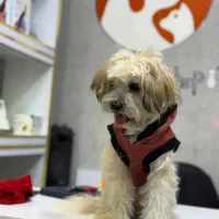 شیتزو واکسینه شده نر ۶ ماهه ب علت تنهایی واگذاری|سگ|شهریار, شهرک شاهد|دیوار