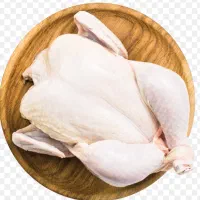 تامین عمده مرغ گرم