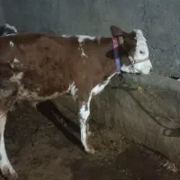 5راس گوسال 2ماده سه نر