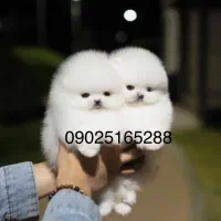 سگ پامر خرسی مستقیم از پرورشدهنده بدون واسطه|سگ|شیراز, باهنر|دیوار