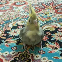 ایرپاد معاوضه با پرنده یا قفس با یک عروس هلندی