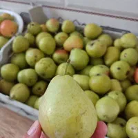 گلابی کمپوتی