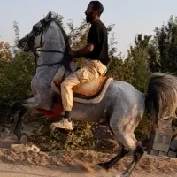 نریان زیبا و سواری دار سن ۶به ۷|اسب و تجهیزات اسب‌سواری|خمینی‌شهر, |دیوار