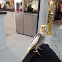 عروس هلندی سخنگو نارمک