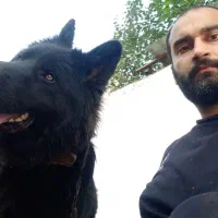 سگ ژرمن بلک|سگ|آستارا, |دیوار