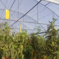 گلخانه آماده در جاده مهاباد سنتو