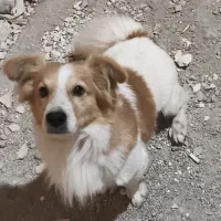 فروش سگ|سگ|هندیجان, |دیوار