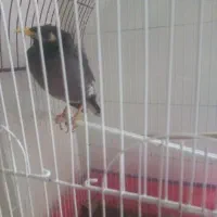 پرنده مینو بفروش میرساند