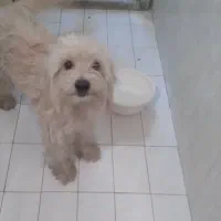 سگ پیدا شده