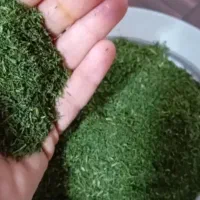 شوید و نعنا خشک