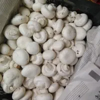 پخش عمده قارچ فله و بسته بندی|عمدهفروشی|قم, بوستان علوی|دیوار