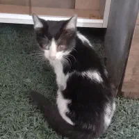 واگذاری گربه کوچولو