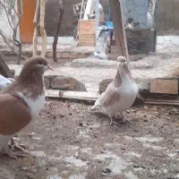 پیدا کردم|حیوانات|سبزوار, ایزی شهر|دیوار