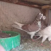 کفترتعداد۶طوق مفلق و بالغ پرشی|پرنده|فولادشهر, A4|دیوار