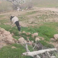 گاو شیری با گوساله