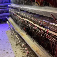 مرغ محلی تخم گذار