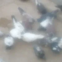 ۵۰ کفتر و یک خروس لاری و۴مرغ لاری معاوضه باموتور|پرنده|خاش, |دیوار