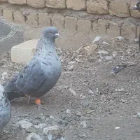 کبوتر موشی|پرنده|بوئین زهرا, |دیوار