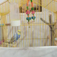 فروش مرغ عشق با تمام تجهیزات|پرنده|قائمشهر, |دیوار