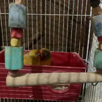 معاوضه طوطی برزیلی با هرچی|پرنده|شاهین‌شهر, شهرک گلدیس|دیوار