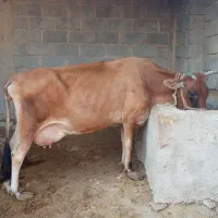 گاوجرسی|حیوانات مزرعه|مهر, |دیوار