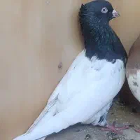 کبوتر کله سیاه کاکلی نر