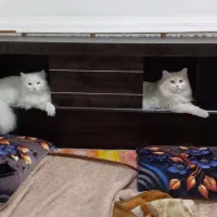 گربه ماده|گربه|اهواز, عین ۲|دیوار