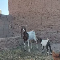 بز و بزغاله آمریکایی