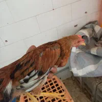 نیمچه مرغ وخروس