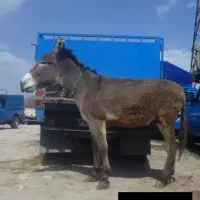 یه نر خردرشت فروشی گله ای