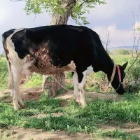 گاو هلشتان اصیل مزرعه